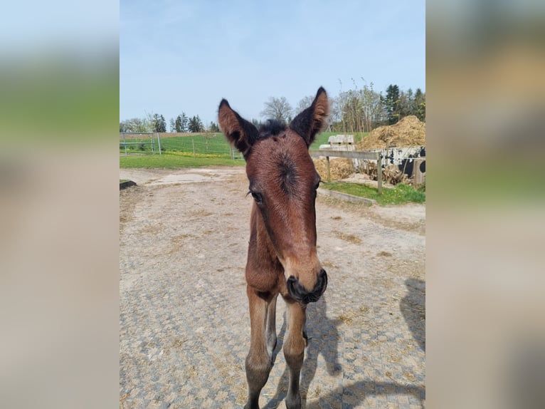 Württemberger Merrie 18 Jaar 164 cm Donkerbruin in B&#xFC;hlerzell