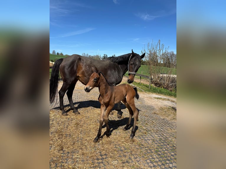 Württemberger Merrie 18 Jaar 164 cm Donkerbruin in B&#xFC;hlerzell