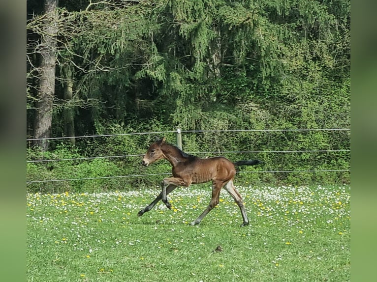 Württemberger Merrie 18 Jaar 164 cm Donkerbruin in B&#xFC;hlerzell