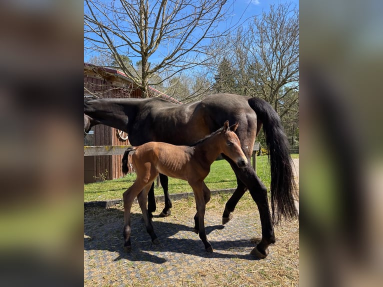 Württemberger Merrie 18 Jaar 164 cm Donkerbruin in B&#xFC;hlerzell
