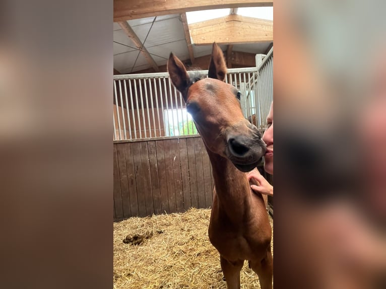 Württemberger Merrie 18 Jaar 164 cm Donkerbruin in B&#xFC;hlerzell