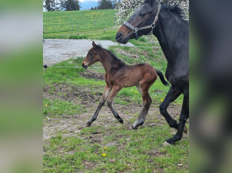 Württemberger Merrie 18 Jaar 164 cm Donkerbruin in B&#xFC;hlerzell