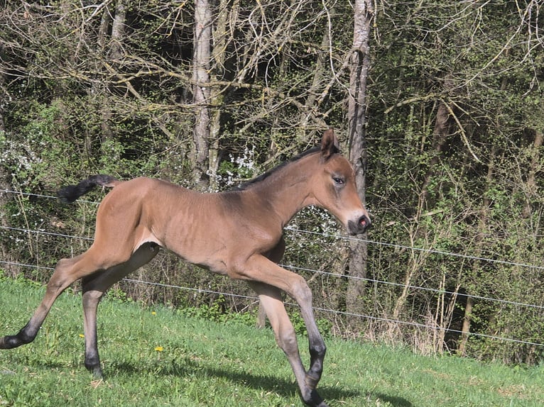 Württemberger Merrie 18 Jaar 164 cm Donkerbruin in B&#xFC;hlerzell