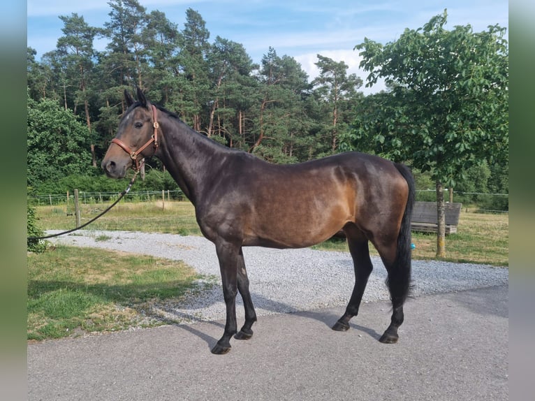 Württemberger Merrie 18 Jaar 164 cm Donkerbruin in B&#xFC;hlerzell
