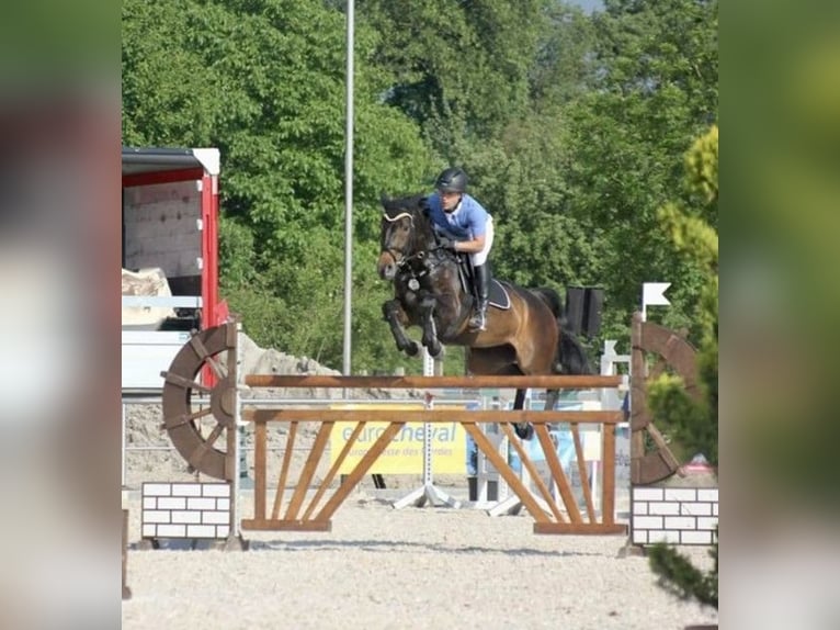 Württemberger Merrie 18 Jaar 164 cm Donkerbruin in B&#xFC;hlerzell