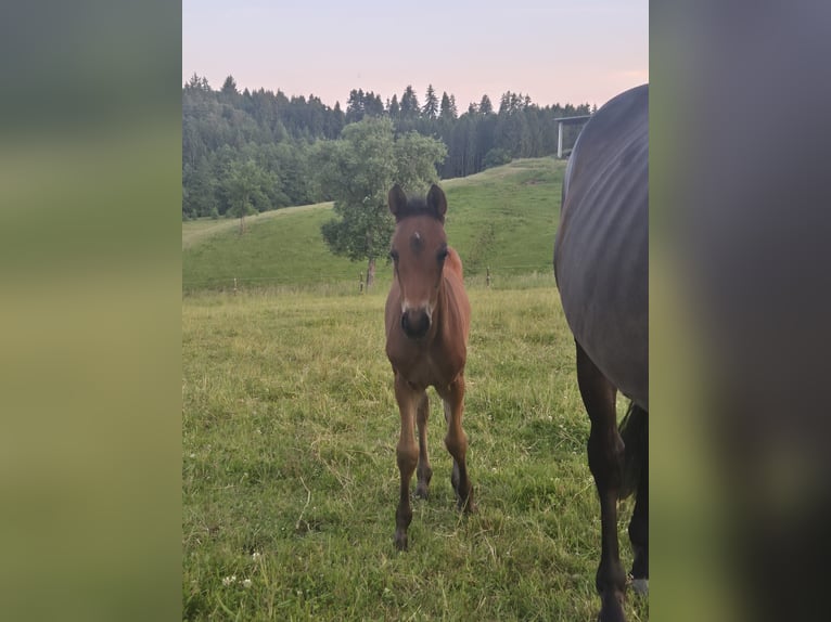 Württemberger Merrie 18 Jaar 164 cm Donkerbruin in B&#xFC;hlerzell