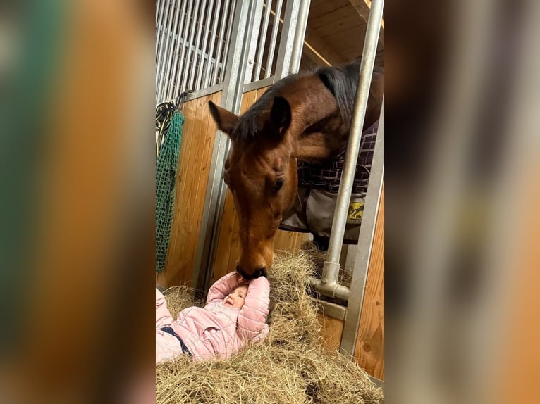 Württemberger Merrie 18 Jaar 167 cm Bruin in Wettenberg