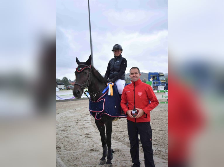 Württemberger Merrie 18 Jaar 168 cm Donkerbruin in Freden (Leine)