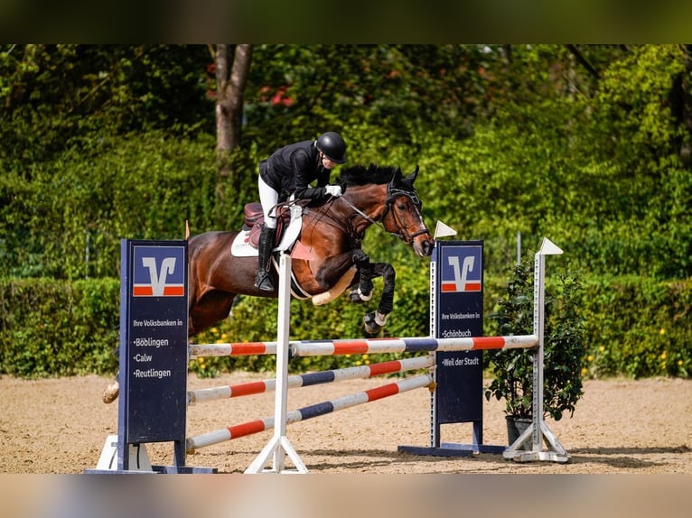 Württemberger Merrie 18 Jaar 169 cm Donkerbruin in Schwieberdingen