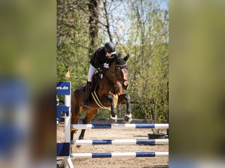 Württemberger Merrie 18 Jaar 169 cm Donkerbruin in Schwieberdingen