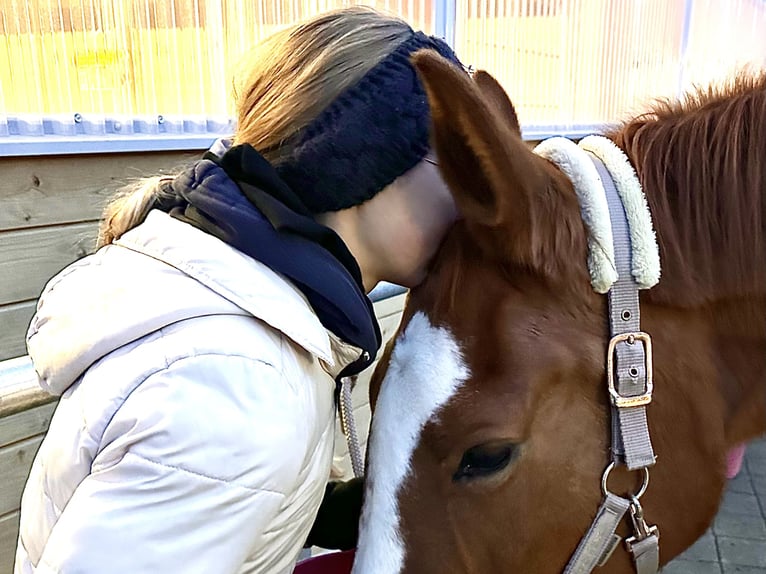 Württemberger Merrie 18 Jaar 174 cm Vos in Tuntenhausen