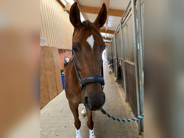 Württemberger Merrie 20 Jaar 167 cm Donkere-vos in Bruchköbel