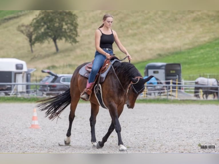 Württemberger Mix Merrie 22 Jaar 154 cm Donkerbruin in Weisenheim am Sand