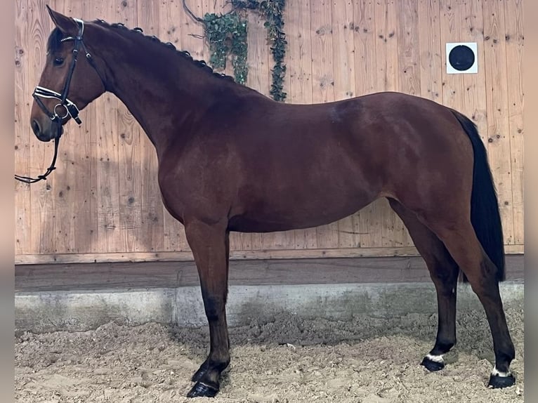 Württemberger Merrie 3 Jaar 166 cm Bruin in Riedlingen