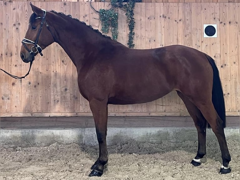 Württemberger Merrie 3 Jaar 166 cm Bruin in Riedlingen