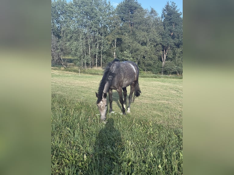 Württemberger Merrie 3 Jaar Schimmel in Waldburg
