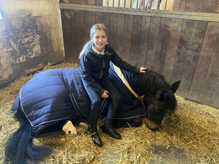 Württemberger Merrie 4 Jaar 148 cm Donkerbruin in Stimpfach