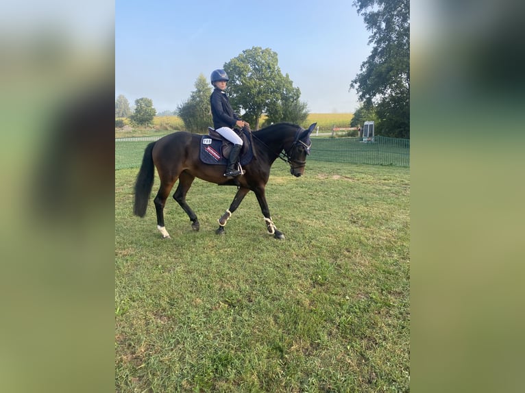 Württemberger Merrie 4 Jaar 148 cm Donkerbruin in Stimpfach