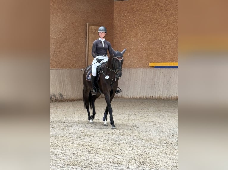 Württemberger Merrie 5 Jaar 161 cm Zwartbruin in Jagstzell