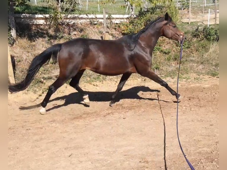 Württemberger Merrie 5 Jaar 167 cm Bruin in Emmendingen
