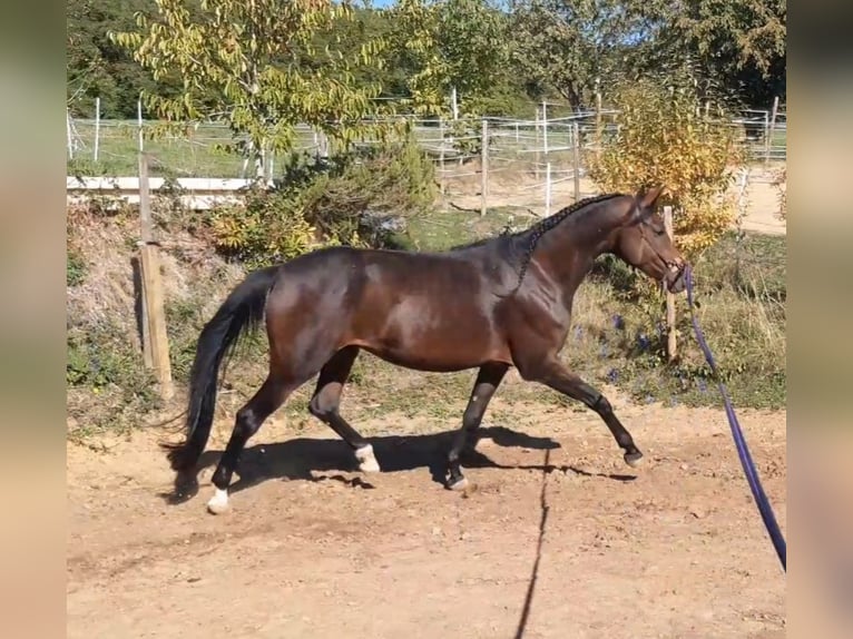 Württemberger Merrie 5 Jaar 167 cm Bruin in Emmendingen