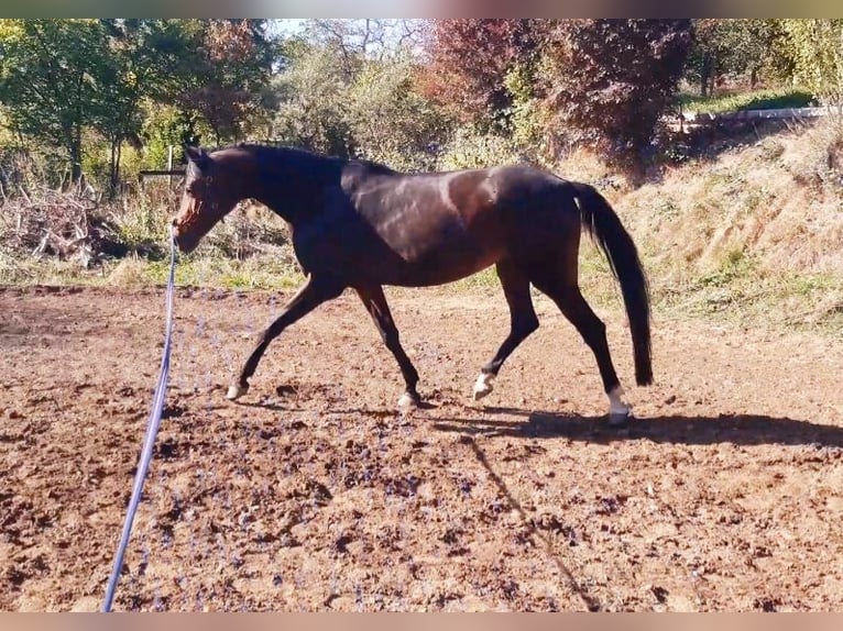 Württemberger Merrie 5 Jaar 167 cm Bruin in Emmendingen