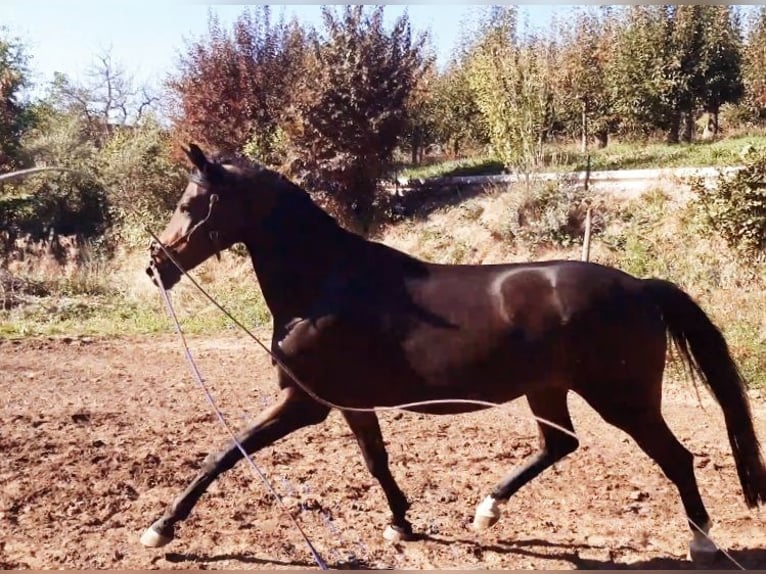 Württemberger Merrie 5 Jaar 167 cm Bruin in Emmendingen
