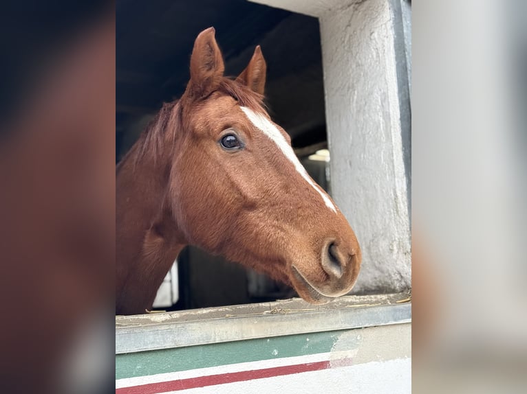 Württemberger Merrie 5 Jaar 167 cm Vos in Duggendorf