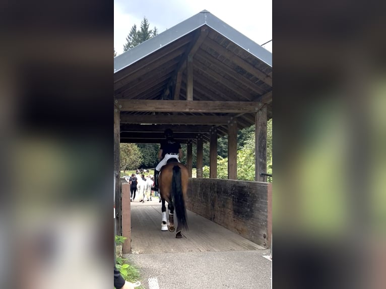 Württemberger Merrie 5 Jaar 174 cm Bruin in Neuenburg am Rhein