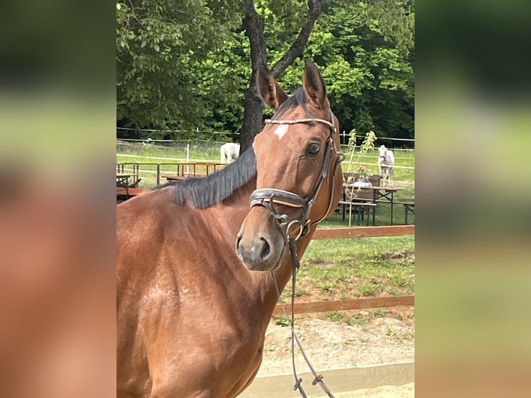 Württemberger Merrie 6 Jaar 168 cm Bruin in Ursensollen