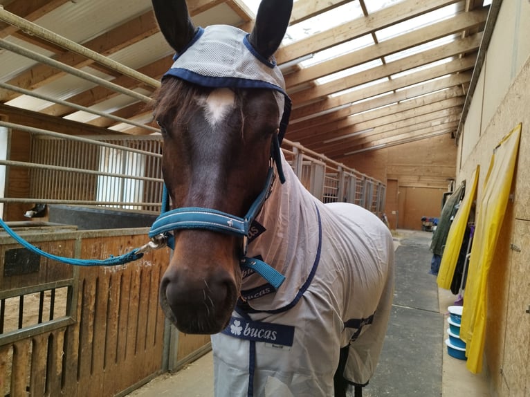 Württemberger Merrie 6 Jaar 168 cm Zwartbruin in Vörstetten