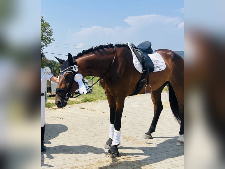 Württemberger Merrie 6 Jaar 174 cm Bruin in Neuenburg am Rhein