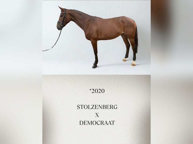 Württemberger Merrie 6 Jaar Bruin in Güglingen