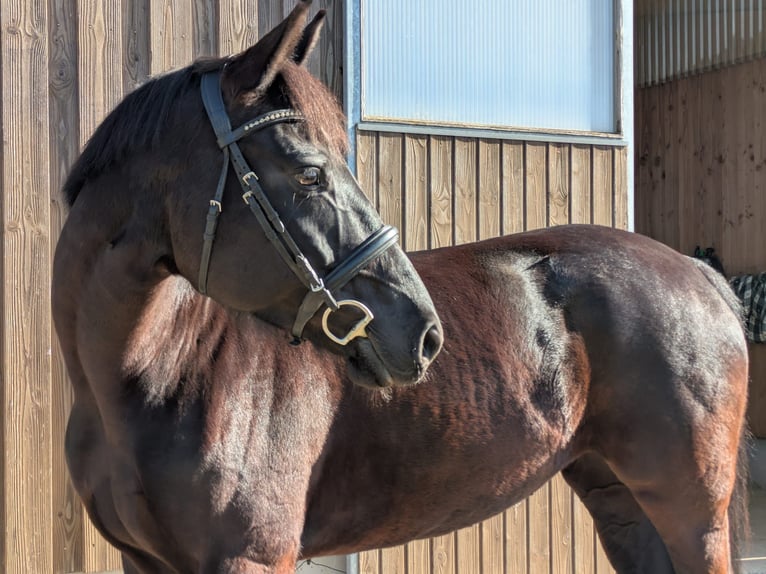 Württemberger Merrie 7 Jaar 165 cm Zwart in Balingen