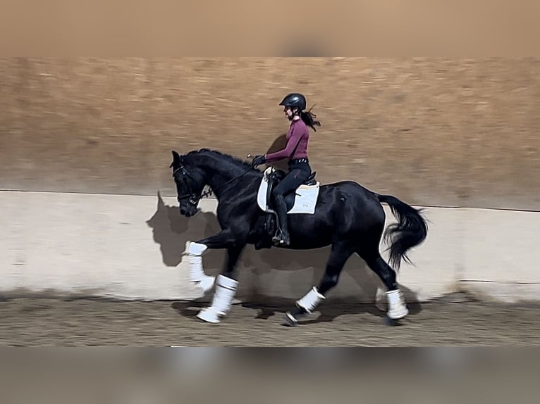 Württemberger Merrie 7 Jaar 166 cm Zwart in Wehringen