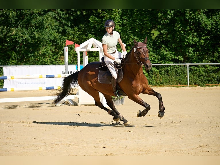 Württemberger Merrie 7 Jaar 170 cm Bruin in Holzgerlingen
