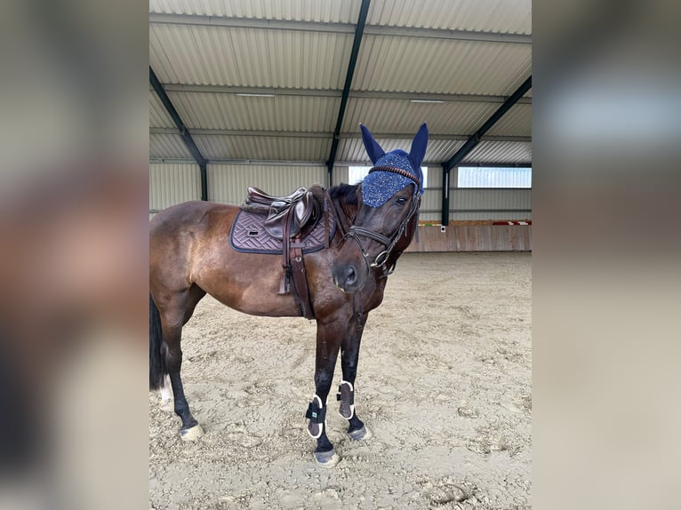 Württemberger Merrie 7 Jaar 173 cm Donkerbruin in Königsbach-Stein