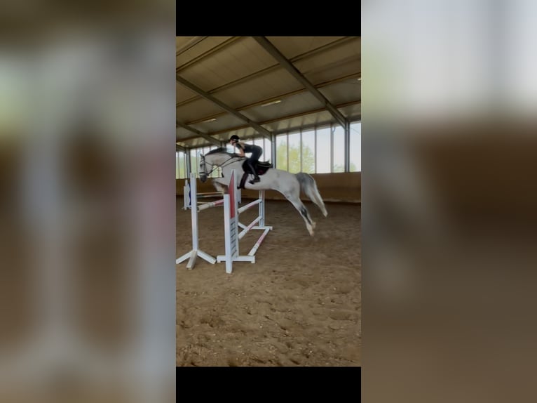 Württemberger Merrie 7 Jaar 173 cm Schimmel in Aurach