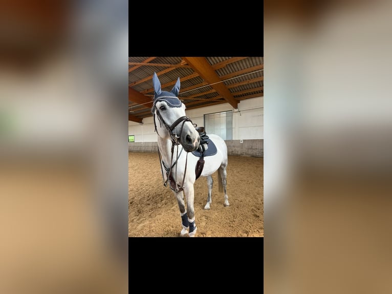 Württemberger Merrie 7 Jaar 173 cm Schimmel in Aurach