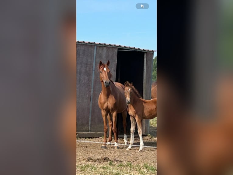 Württemberger Merrie 8 Jaar 166 cm Vos in Heistenbach