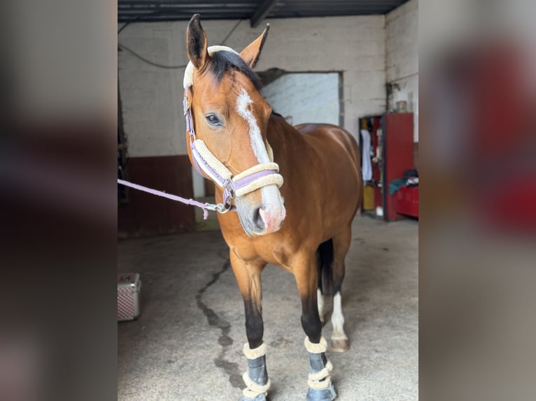Württemberger Merrie 9 Jaar 155 cm Bruin in Nidderau