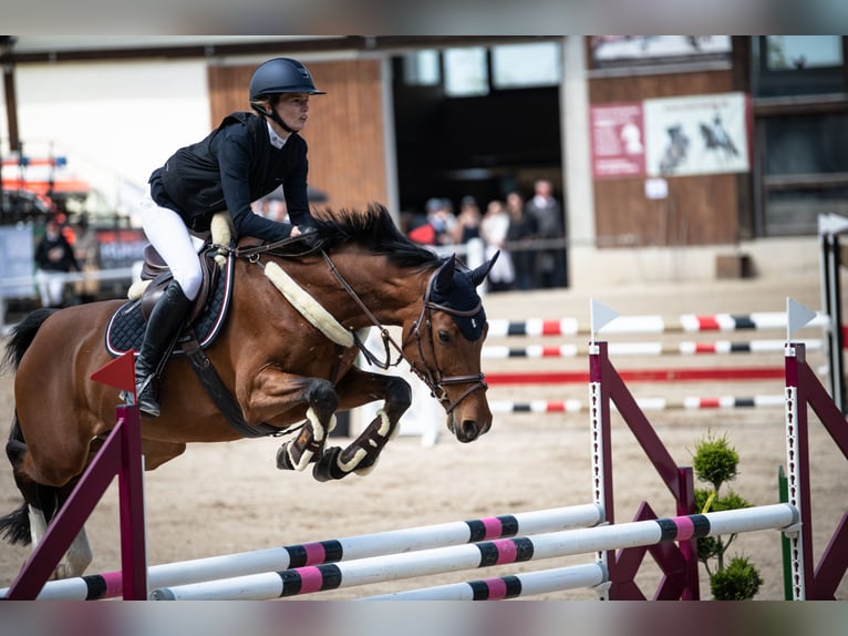 Württemberger Merrie 9 Jaar 164 cm Bruin in Waldbrunn