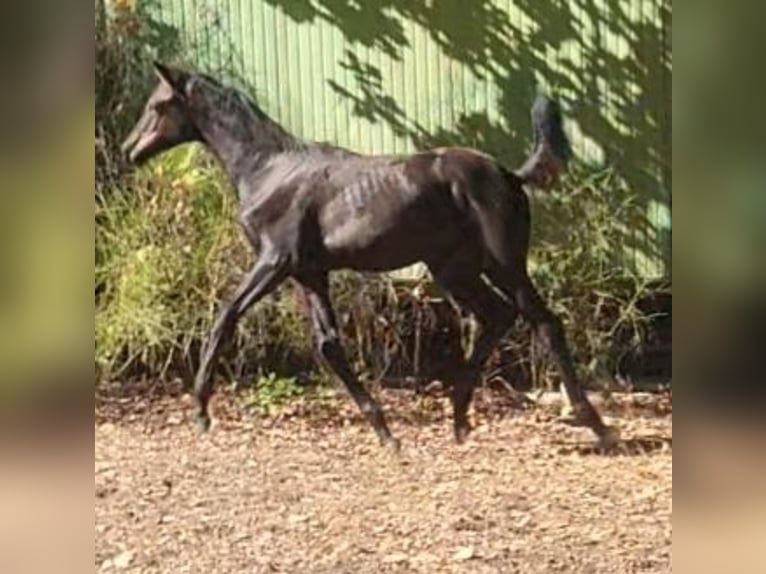 Württemberger Merrie Veulen (04/2026) 170 cm Zwartbruin in Oftersheim