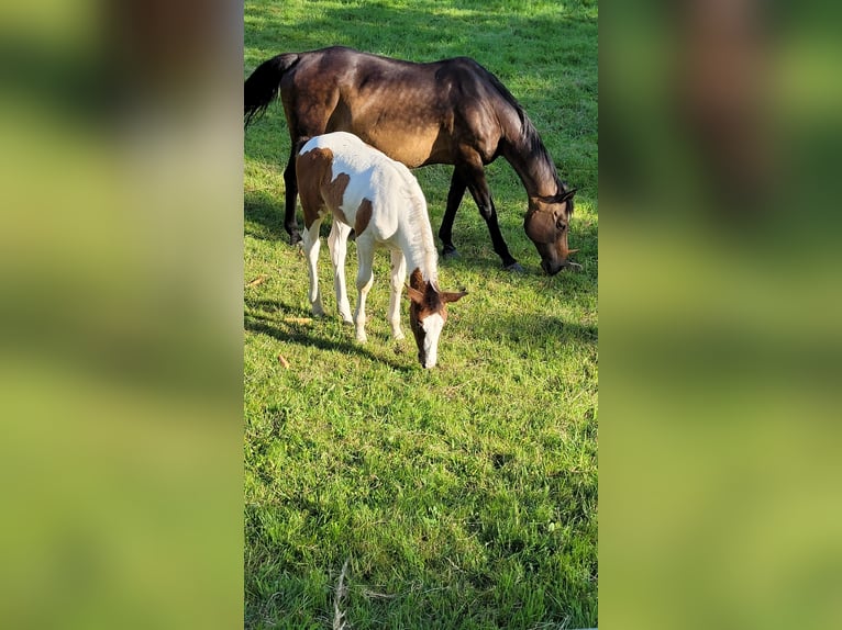 Württemberger Mix Merrie veulen (04/2024) Gevlekt-paard in Bad Lauterberg im Harz