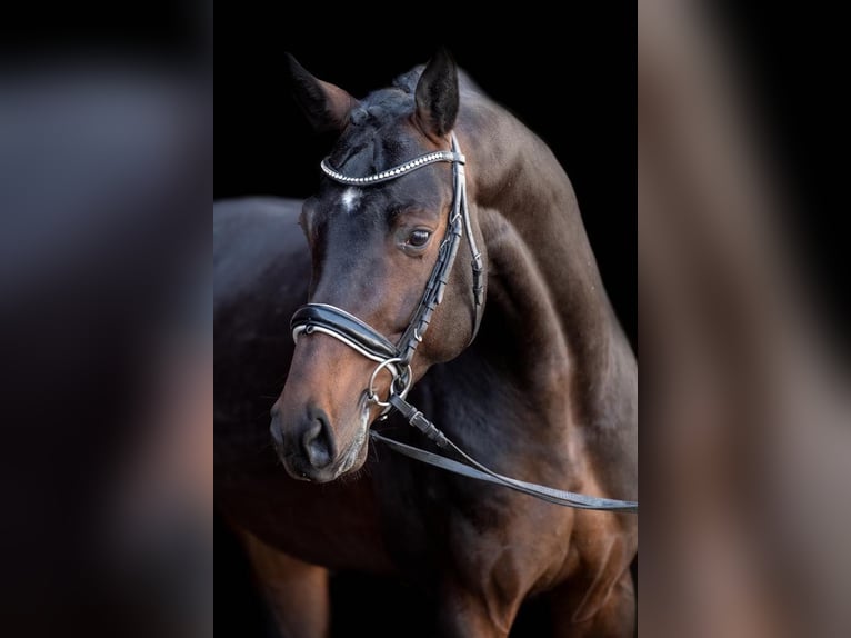 Württemberger Ruin 10 Jaar 168 cm Bruin in Henstedt-Ulzburg