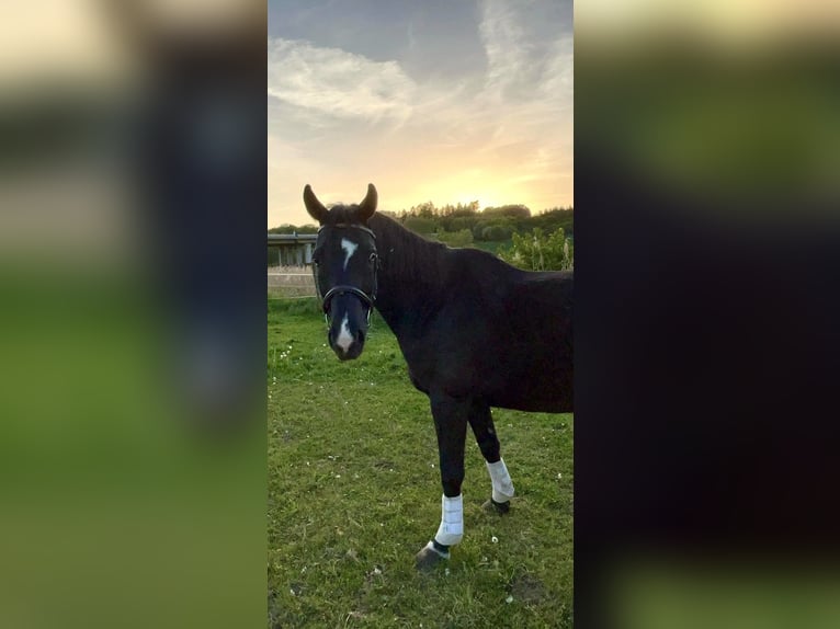 Württemberger Ruin 12 Jaar 164 cm Zwartbruin in Landshut