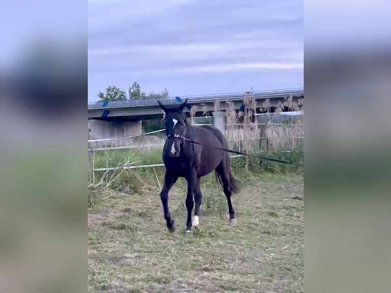 Württemberger Ruin 12 Jaar 164 cm Zwartbruin in Landshut