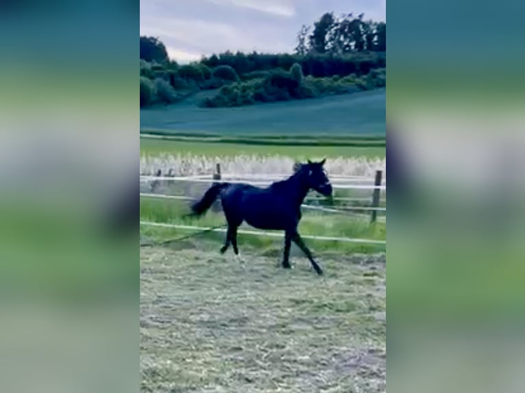 Württemberger Ruin 12 Jaar 164 cm Zwartbruin in Landshut