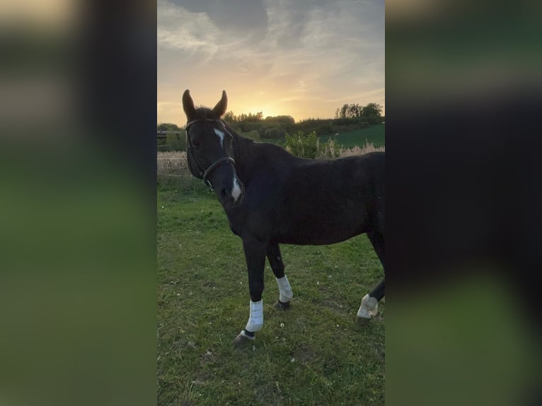 Württemberger Ruin 12 Jaar 164 cm Zwartbruin in Landshut