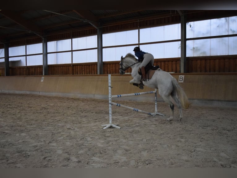 Württemberger Ruin 12 Jaar 175 cm Schimmel in Sinsheim